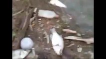 Aparecen decenas de peces muertos en el lago Falcon