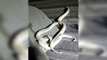 Alerta por serpientes de cascabel en el norte de Midland