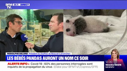 Les prénoms des deux jumelles pandas du ZooParc de Beauval révélés ce jeudi