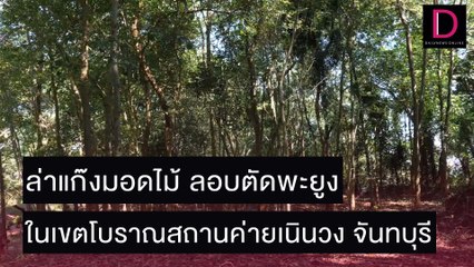 ล่าแก๊งมอดไม้ ลอบตัดพะยูง ในเขตโบราณสถานค่ายเนินวง จันทบุรี | ชนคลิปข่าว 18/11/64 เดลินิวส์