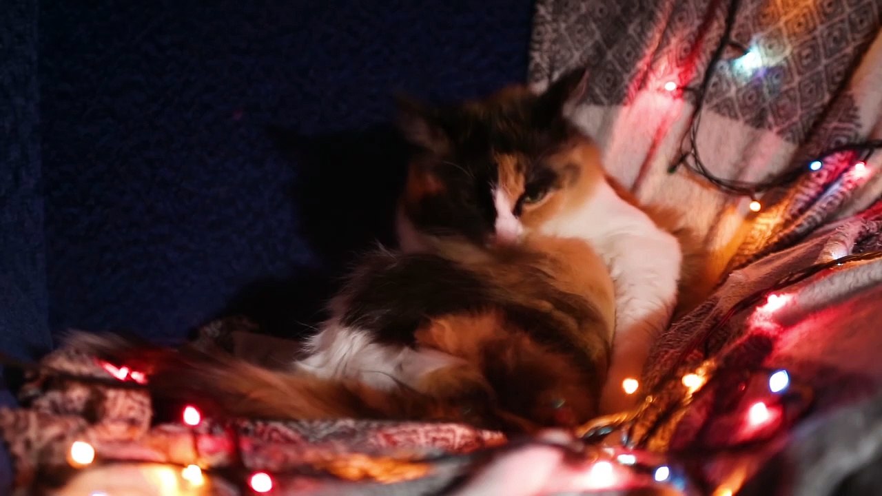 Cute cat cleaning itself- Caty maoo 
