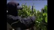 VIDEO: Empresarios agrícolas reaccionan sobre el pago de horas extras a trabajadores y como afetca s