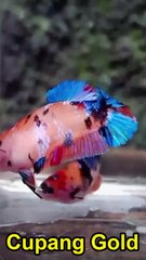 CUPANG GOLD REVIEW 0001