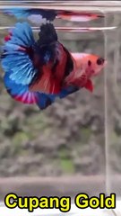 CUPANG GOLD REVIEW 0002