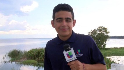 VIDEO: Más de 50 caimanes en lago de florida