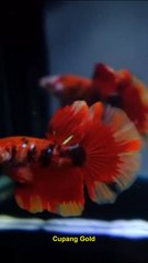 CUPANG GOLD REVIEW 0005