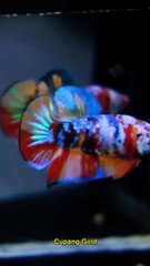 CUPANG GOLD REVIEW 0006