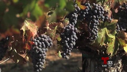 Diez vitivinícolas de BC suman esfuerzos para fortalecer exportación de vino