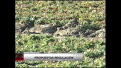VIDEO: Regulaciones sobre uso de pesticidas generan controversia