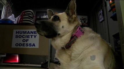 Humane Society de Odessa necesita su ayuda