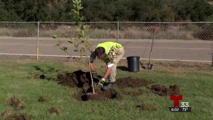 Internos de la cárcel de San Diego salen a reforestar el condado