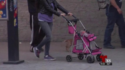 Mil 500 mujeres han logrado órdenes de restricción en Tijuana