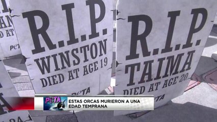VIDEO: PETA recrea cementerio en lucha de las orcas