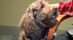 VIDEO: Mascotas forman parte de tratamientos médicos