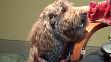 VIDEO: Mascotas forman parte de tratamientos médicos