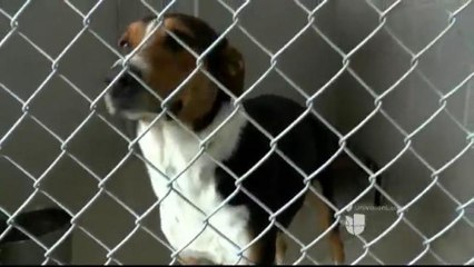 Colchas y toallas para mascotas que están en el refugio para animales.