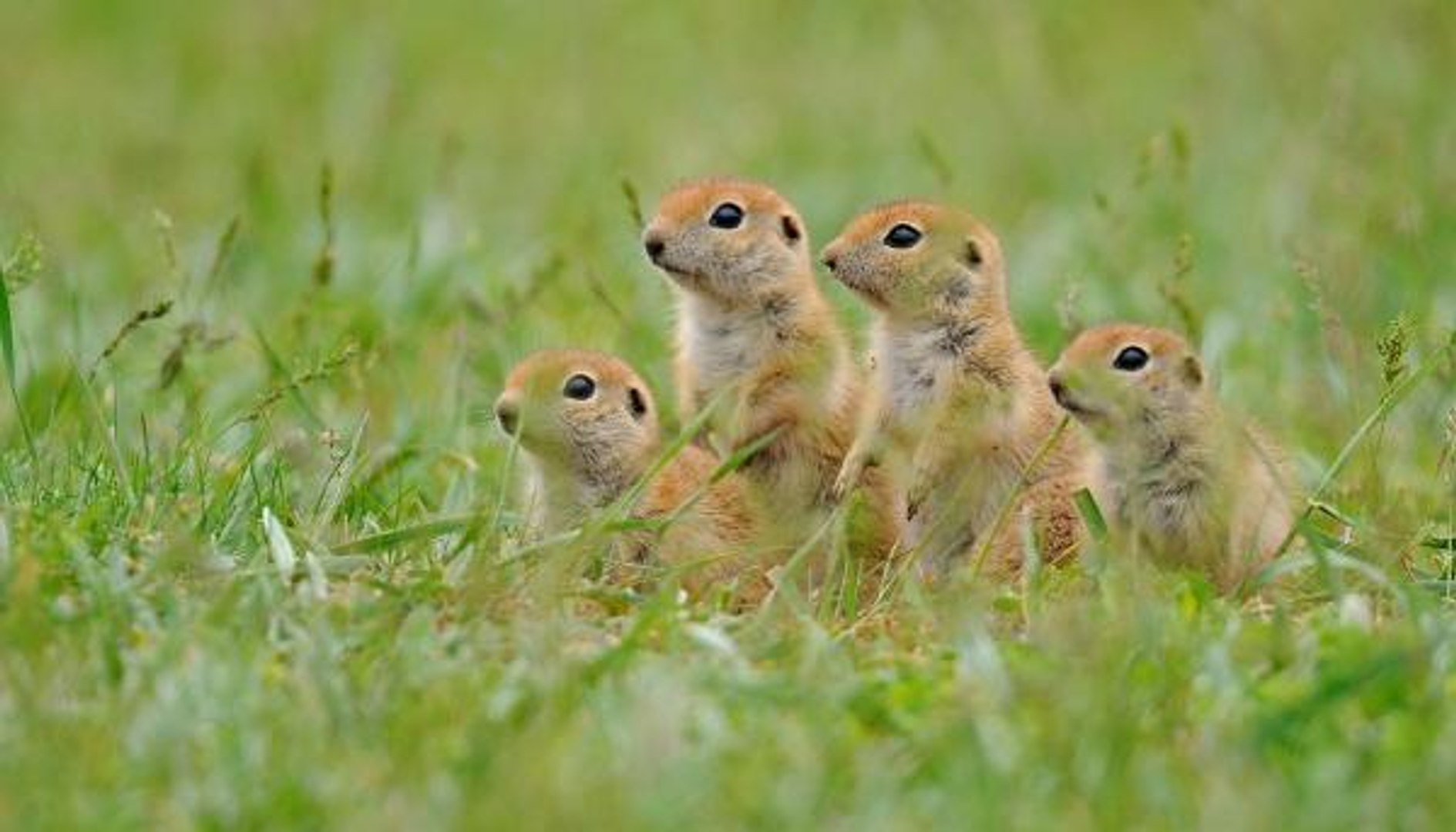 AKDENİZ'İN YABAN HAYATI FOTOKAPANDA