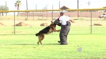 Aprueban fondos para entrenar a perros policias