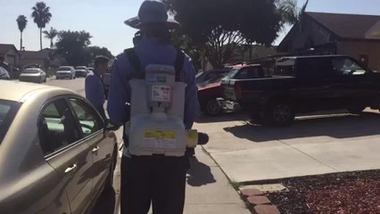 Realizan fumigación en Nestor para prevenir contagios de Zika