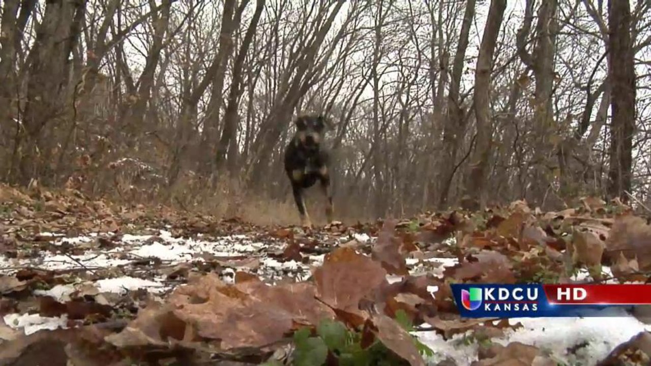 Perro es rescatado de un lago congelado por un bombero de Rose Hill