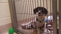Perritos rescatados en San Diego son dados en adopción