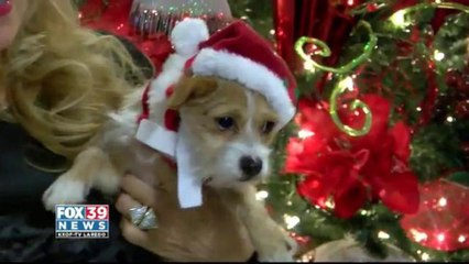 Pet haven of Laredo encourages pet adoption