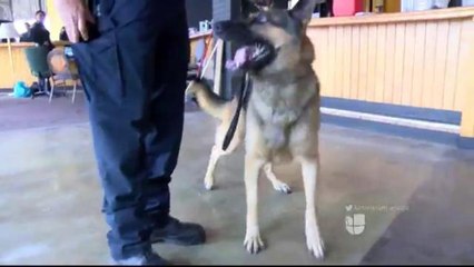 Entrenan a agentes caninos