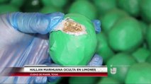 Hallan miles de libras de marihuana disfrazadas de limones