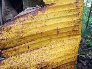 Walang sangit dina daun cau nu arek paeh