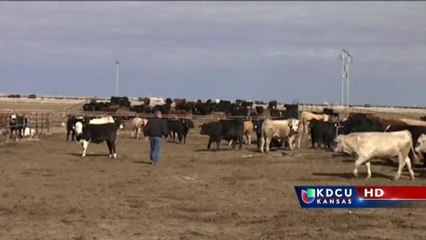 Tema migratorio preocupa a ganaderos de Kansas