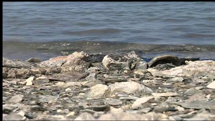 El cuerpo de un hombre es encontrado sin vida en la bahía