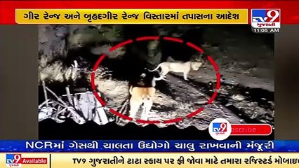 Illegal lion show in Amreli_ Forest department orders probe _ TV9News
