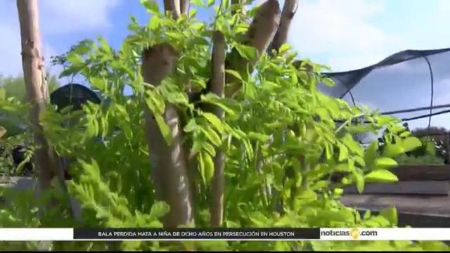 Rancho Ein Gedi crece gracias al trabajo de los voluntarios