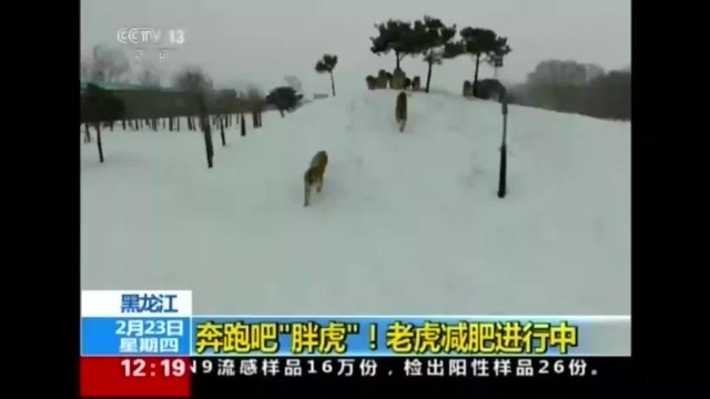 Drone becomes high-tech 'cat toy' for tigers