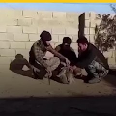 ISIS podría estar utilizando ‘perros bomba’