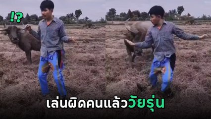หนุ่มลองดี จะปั้นควายให้เป็นดาว TikTok แต่ผิดคาด กลายเป็นคลิปเสี่ยงตาย