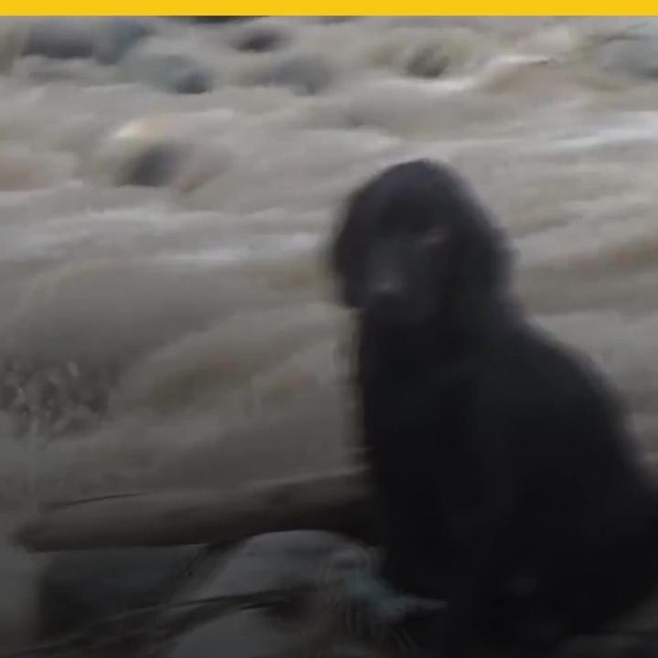 Rescatan a perro en Perú