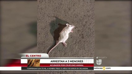 Arrestan a tres menores acusados de crueldad animal