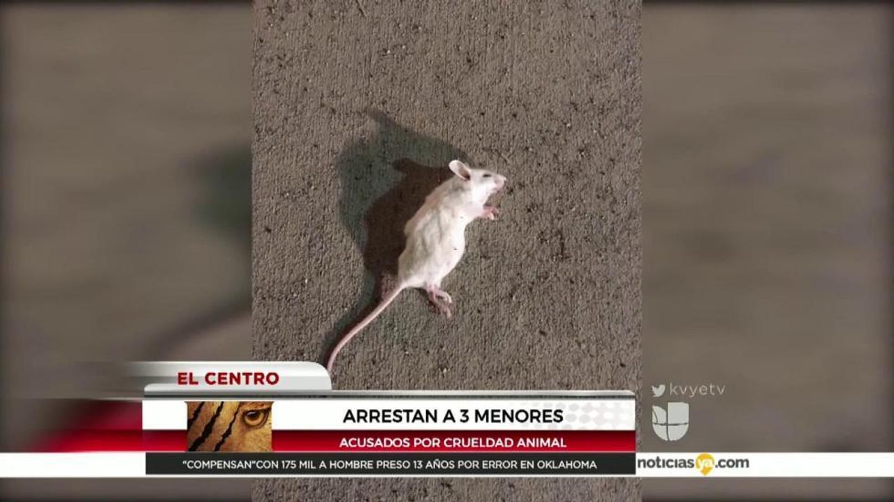 Arrestan a tres menores acusados de crueldad animal