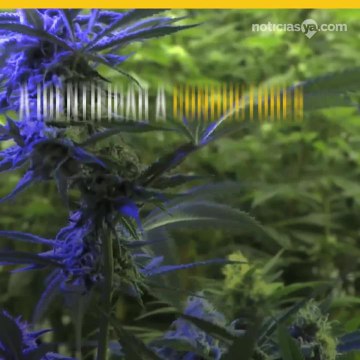 San Diego estrena detectores de consumo de drogas en conductores