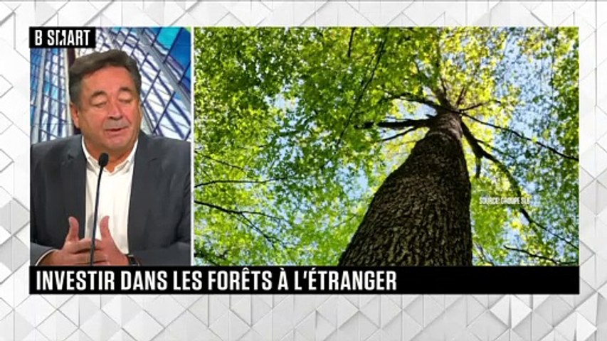 Investir dans les forêts à l’étranger pour lutter contre le réchauffement climatique