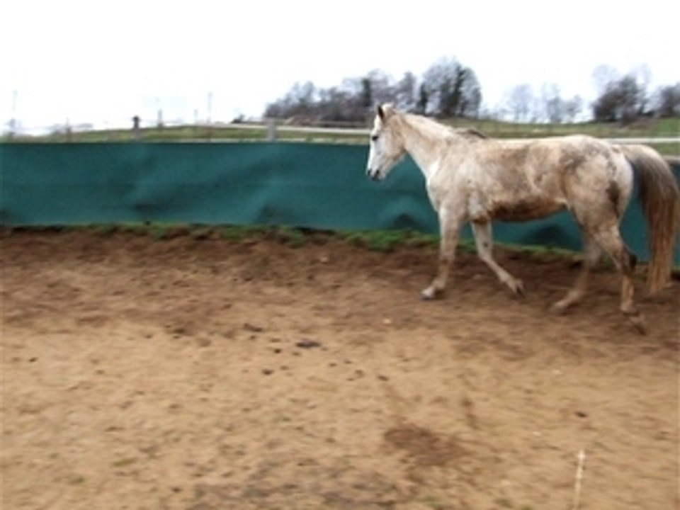 iris en rond de longe 3 mars 08