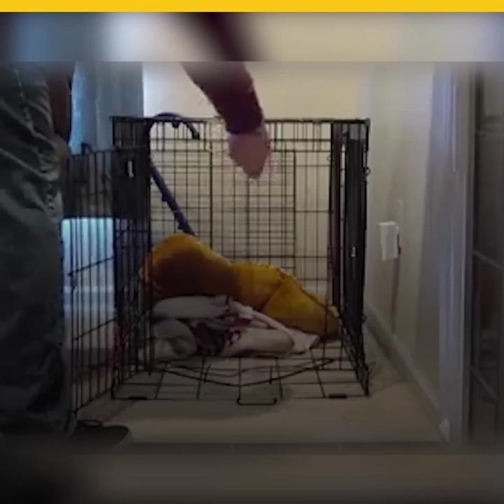 Perro -mago- se escapa de su jaula