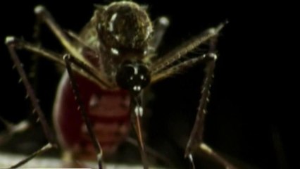 Confirman 97 casos de contagios de Zika en San Diego
