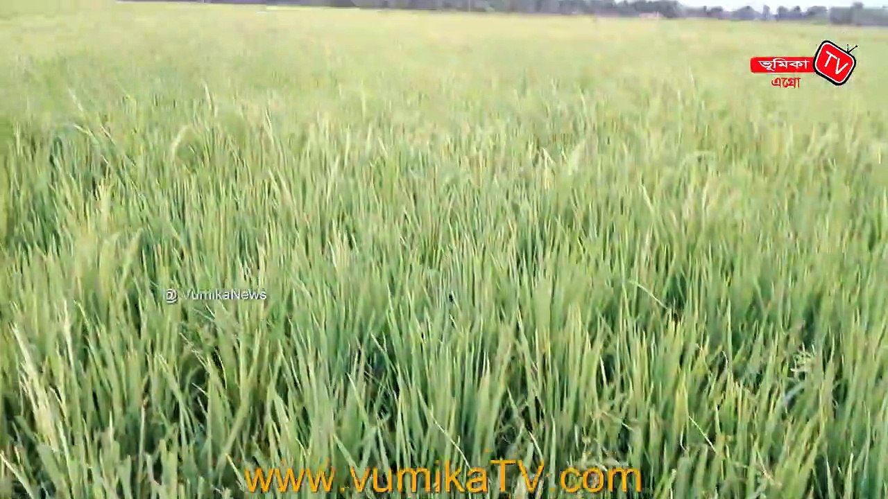 Complete Guide from Rice Production |_করোনা ভাইরাসের এর সময় ধানের উচ্চ ফলন _| ভূমিকা নিউজ