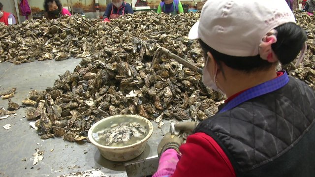 수확량 감소에 일손 부족까지...양식 굴 업계 '울상' / YTN