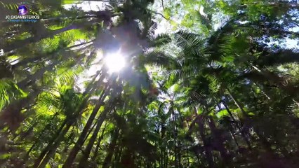 ¿Las PLANTAS SIENTEN? ¡Mira este Increíble Experimento!