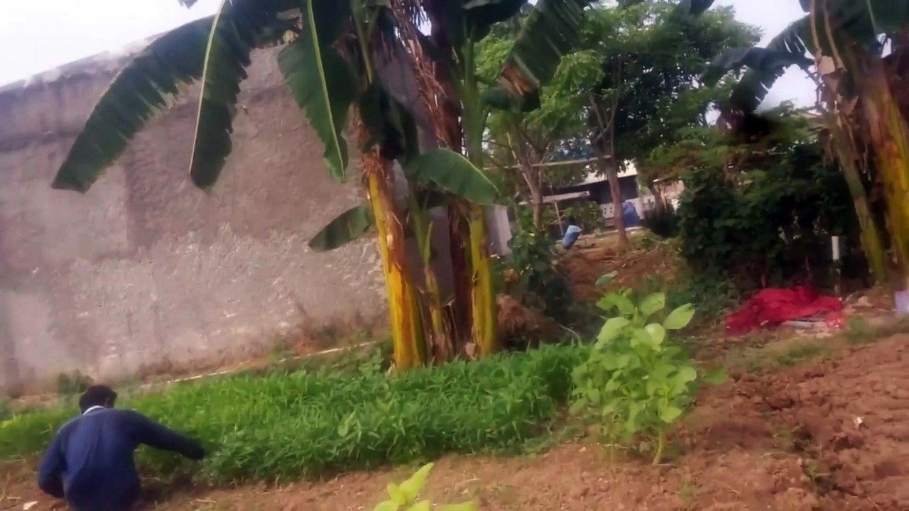 Panen Kangkung