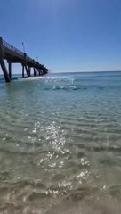 Manta Rays practicing their acrobatics