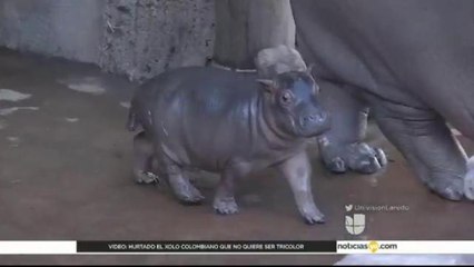 Hipopótamo recien nacido hace su debut ante el público